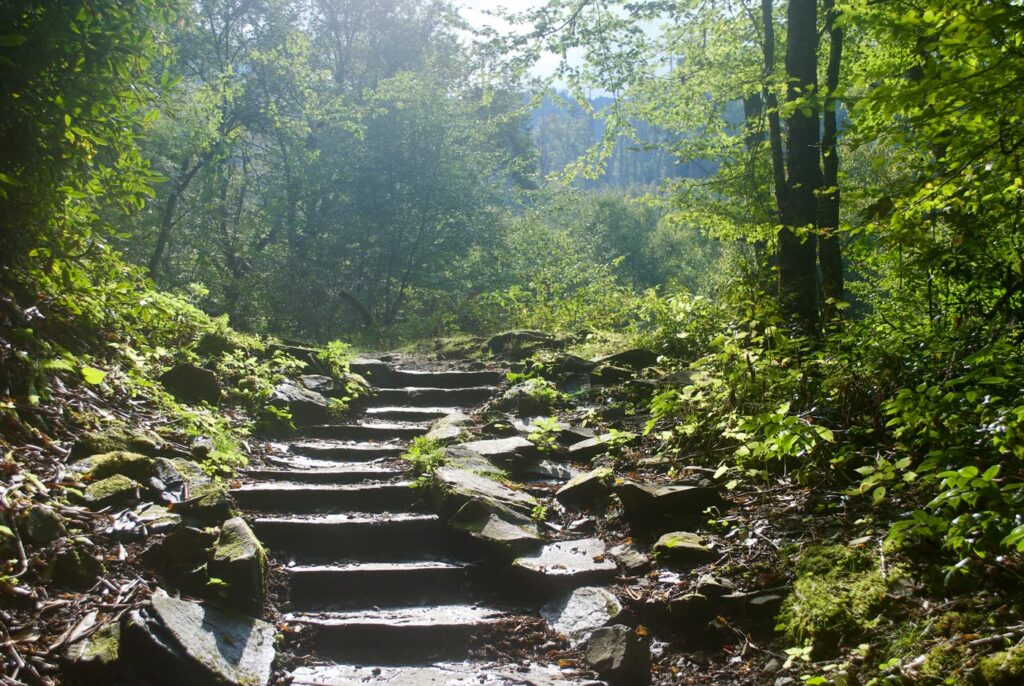 Waldtreppe als Symbol fuer den Weg Schritt fuer Schritt in der persoenlichen Begleitung